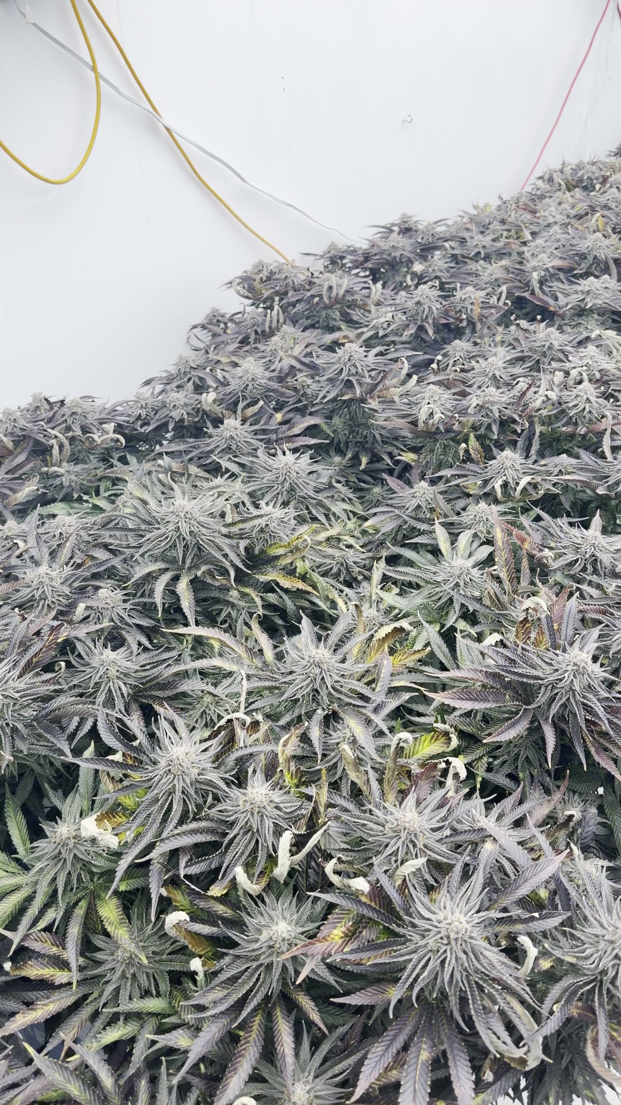 Variété Aube Dorée — Château Bloom