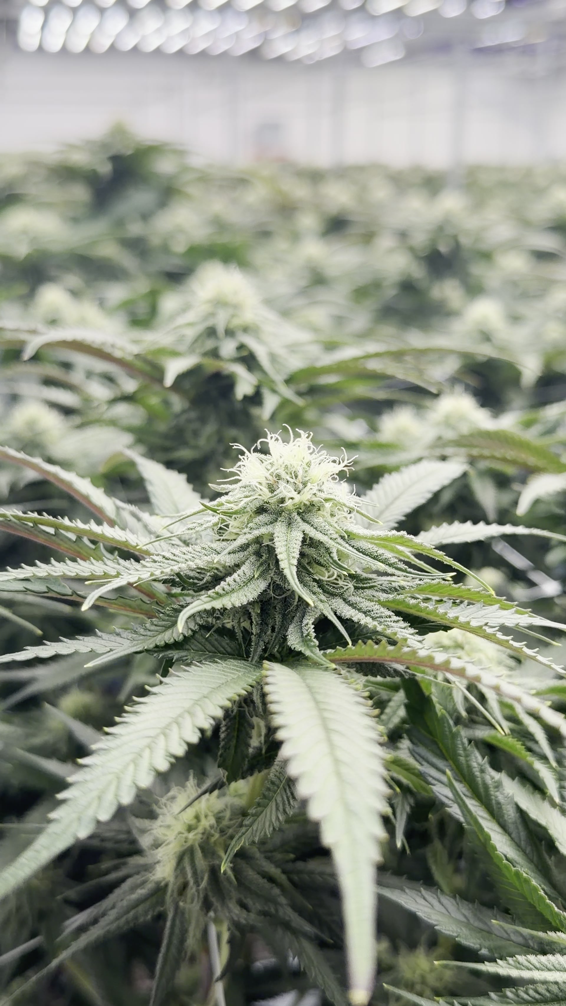 Cannabis cultivé par Château Bloom